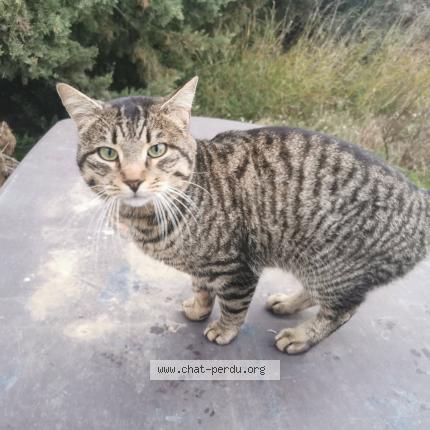 Photo 1/1 Thor Chat lost in Mireval