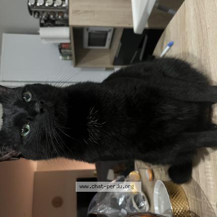 Photo 1/1 Blacky Chat lost in Rochefort