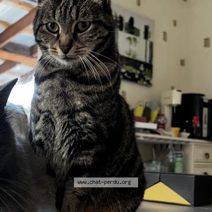 Photo 1/1 Mistigri Chat lost in Quingey