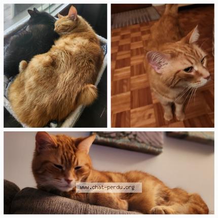 Photo 1/1 Rouky Chat lost in Henryville