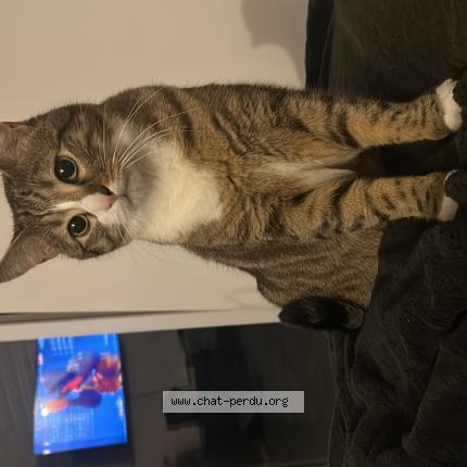 Photo 1/1 Pepito Chat lost in Illkirch graffenstaden