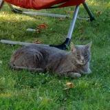 Picture of cat lost at La Ciotat