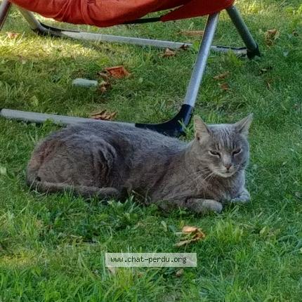 Photo 1/1 SOURIS Chat lost in La ciotat