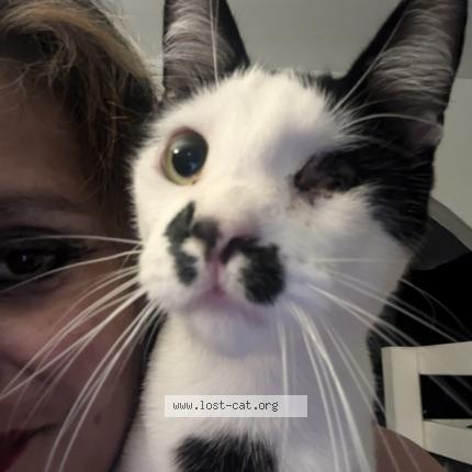 Photo 1/1 CINDY K GONZALES Chat lost in Pomona