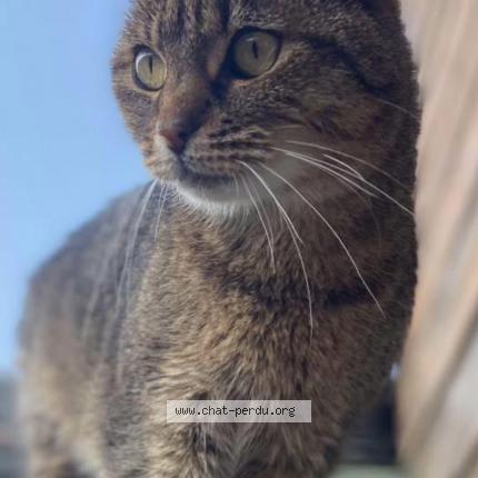 Photo 1/1 Houdini Chat lost in Charleville mezieres