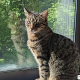 Picture of cat lost at Noisiel