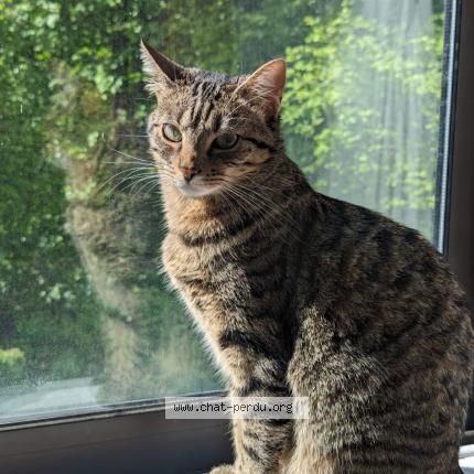 Photo 1/1 Nala Chat lost in Noisiel