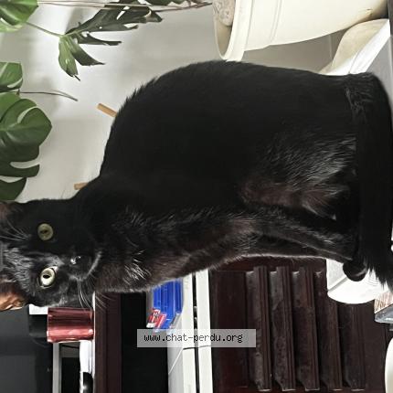 Photo 1/1 Vroom Chat lost in Nyls