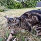 Picture of cat lost at Saint Denis La Chevasse