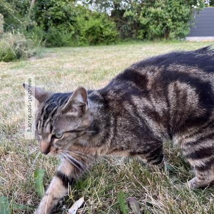 Photo 1/1 TAZ Chat lost in Saint denis la chevasse