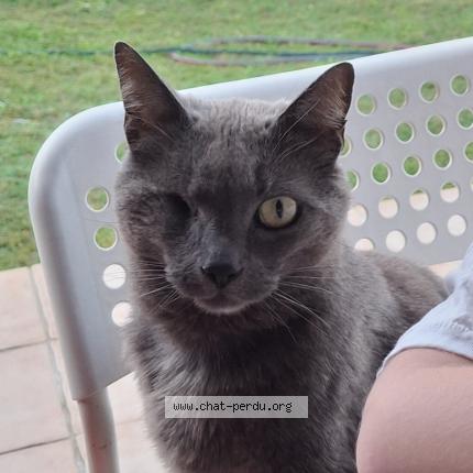 Photo 1/1 Le chat Chat lost in St bauzely