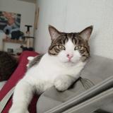 Picture of cat lost at Chaumont