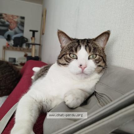 Photo 1/1 Oggy Chat lost in Chaumont