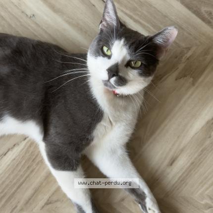 Photo 1/1 Iro Chat lost in Morschwiller le bas