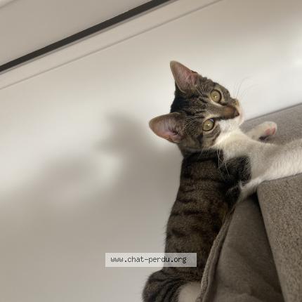 Photo 1/1 Found cat Found in Compiegne