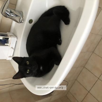 Foto einer verlorenen Katze in Mondorf Les Bains