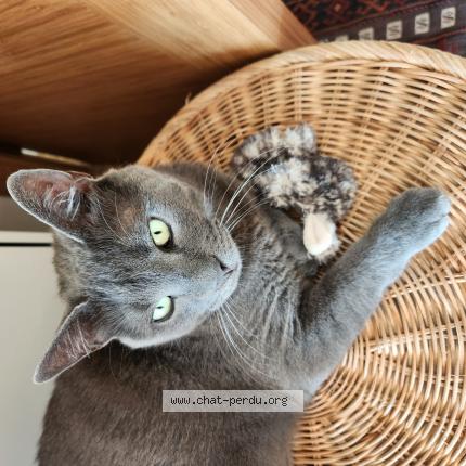 Foto 1/1 Kat teruggevonden Vermist in Ixelles
