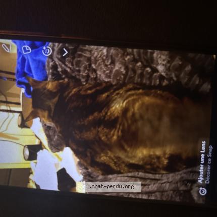 Photo 1/1 Chouchou Chat lost in Paris