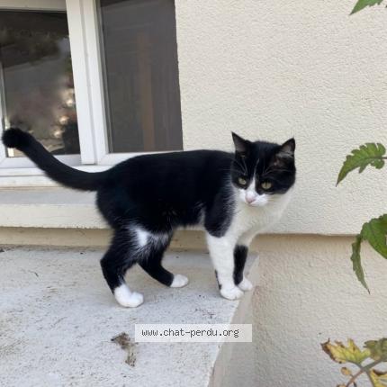 Photo 1/1 Perla Chat lost in Sainte genevieve