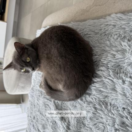 Photo 1/1 Yumi Chat lost in Verviers