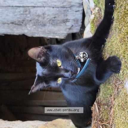 Photo 1/1 Raya Chat lost in Hiersac