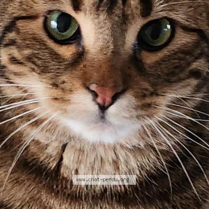 Photo 1/1 Kiko Chat lost in Semblecay