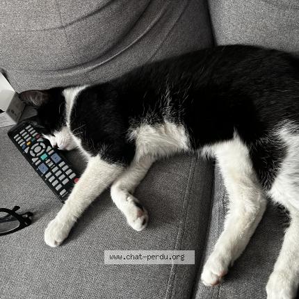 Photo 1/1 Ta&iuml;f Chat lost in Loos