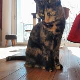 Picture of cat lost at Montauban