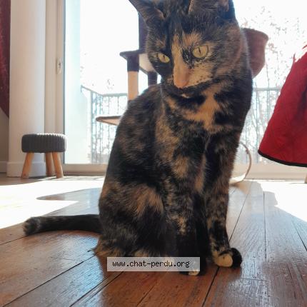 Photo 1/1 Luna Chat lost in Montauban