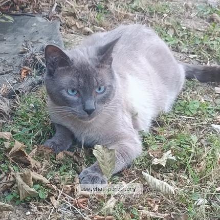 Photo 1/1 Guybrush Chat lost in Chanteloup en brie