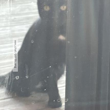 Photo 1/1 Found cat Found in St remy de provence