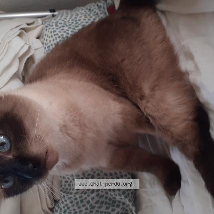 Photo 1/1 Tissy Chat lost in St etienne