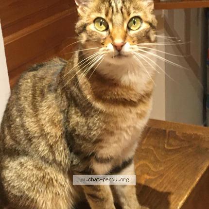 Photo 1/2 &Eacute;meraude Chat lost in Leyrieu