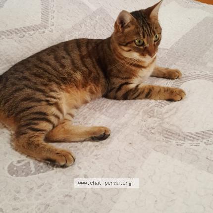 Photo 2/2 Émeraude Chat lost in Leyrieu