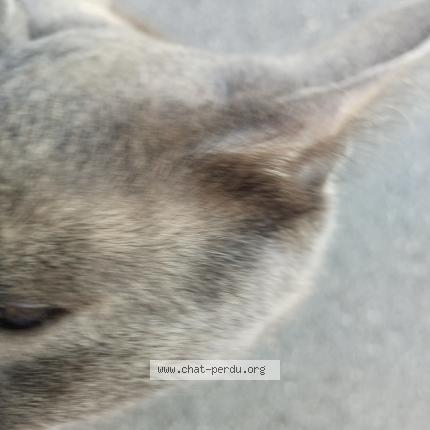 Photo 1/1 Found cat Found in Maxeville