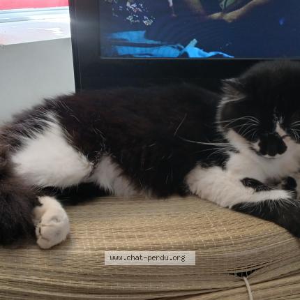 Photo 1/1 Wally Chat lost in Void vacon