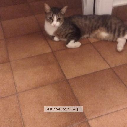 Photo 1/1 Nala Chat lost in Antibes