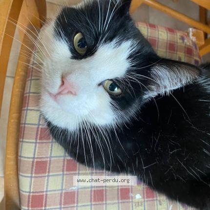Photo 1/1 Pika Chat lost in Hellemmes lille