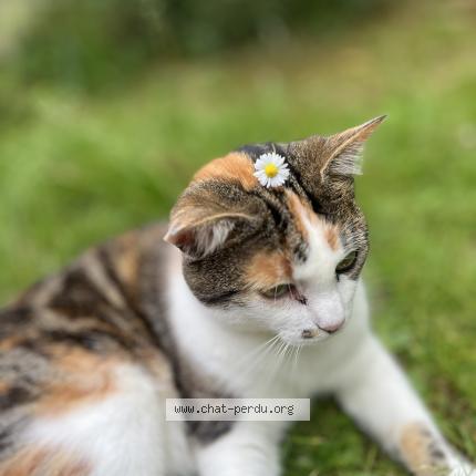 Photo 1/1 Sia Chat lost in Plaisie