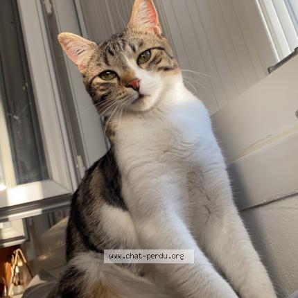 Photo 1/1 Kiara Chat lost in Dugny