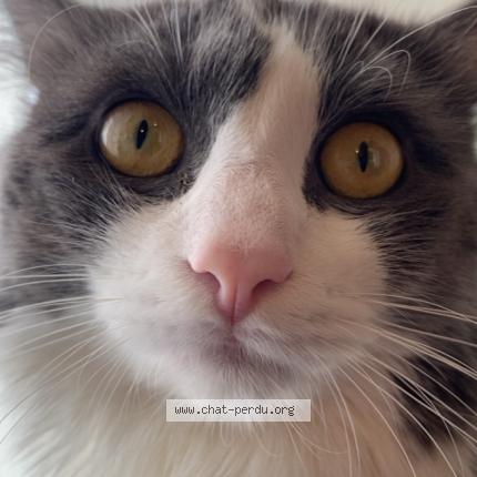 Photo 1/1 Bean Chat lost in Cesson sevigne