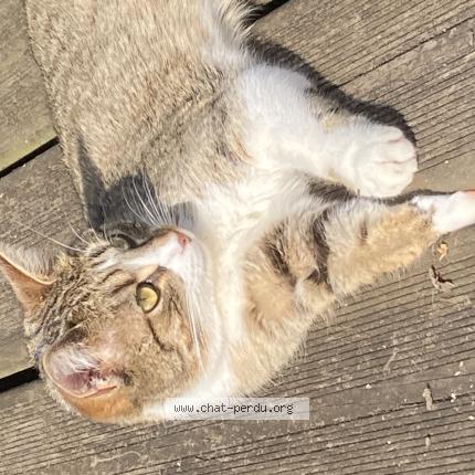 Photo 1/1 Suyen Chat lost in Vernon