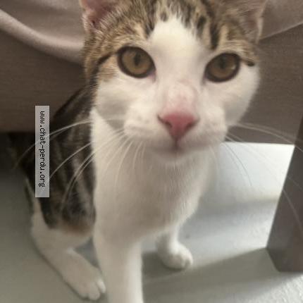 Photo 1/1 Found cat Found in Le mans