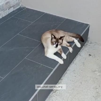 Photo 1/1 Bambi Chat lost in Saint jean de vedas