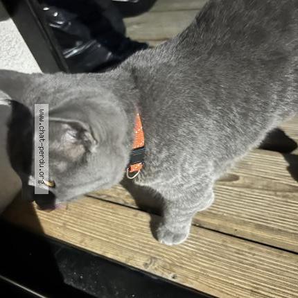 Photo 1/1 Found cat Found in Montelimar