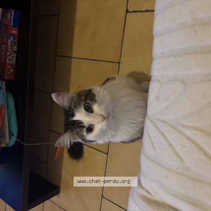 Photo 1/1 Cookie Chat lost in Tourcoing