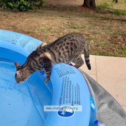 Photo 1/1 Tigrou Chat lost in Cosnac