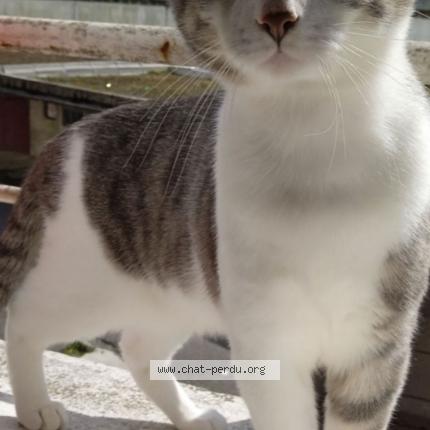 Photo 1/1 Billy Chat lost in Brest