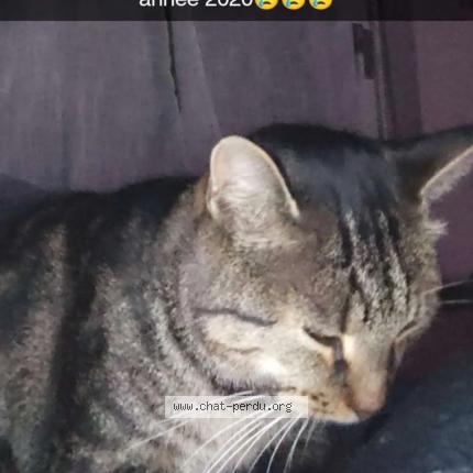 Photo 1/1 Jean Michel van-hoorebeke Chat lost in Kilstett