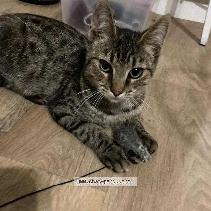 Photo 1/1 Whisky Chat lost in Le mans